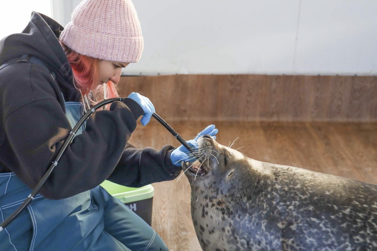 &quotВосточный Порт&quot помогает следить за здоровьем тюленей и белух Приморский океанариум