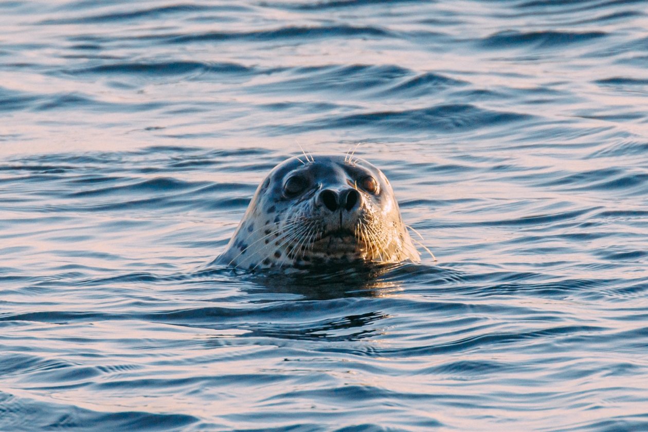 тюлень ларга, погода, море Мария Смитюк, ИА PrimaMedia.ru