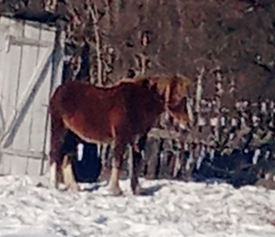 Конь с ранением напугал сельчан в Бурятии Закамна-инфо.24/7