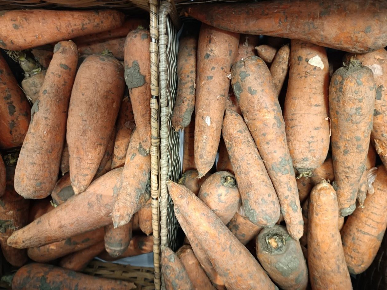 Не морковь, а универсальный солдат: выровненные, сочные корнеплоды - ни мороз, ни засуха не берет ИА StavropolMedia