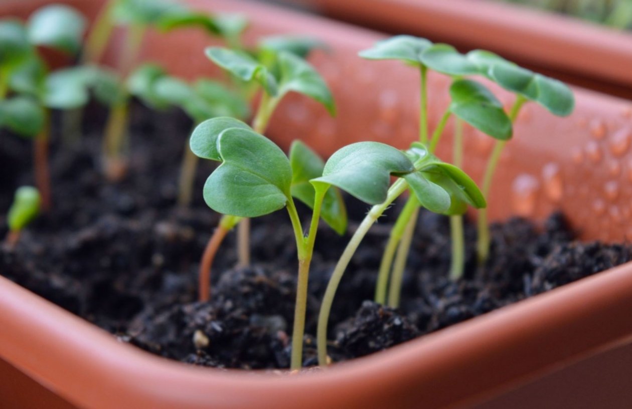 Тематическое фото pxhere.com