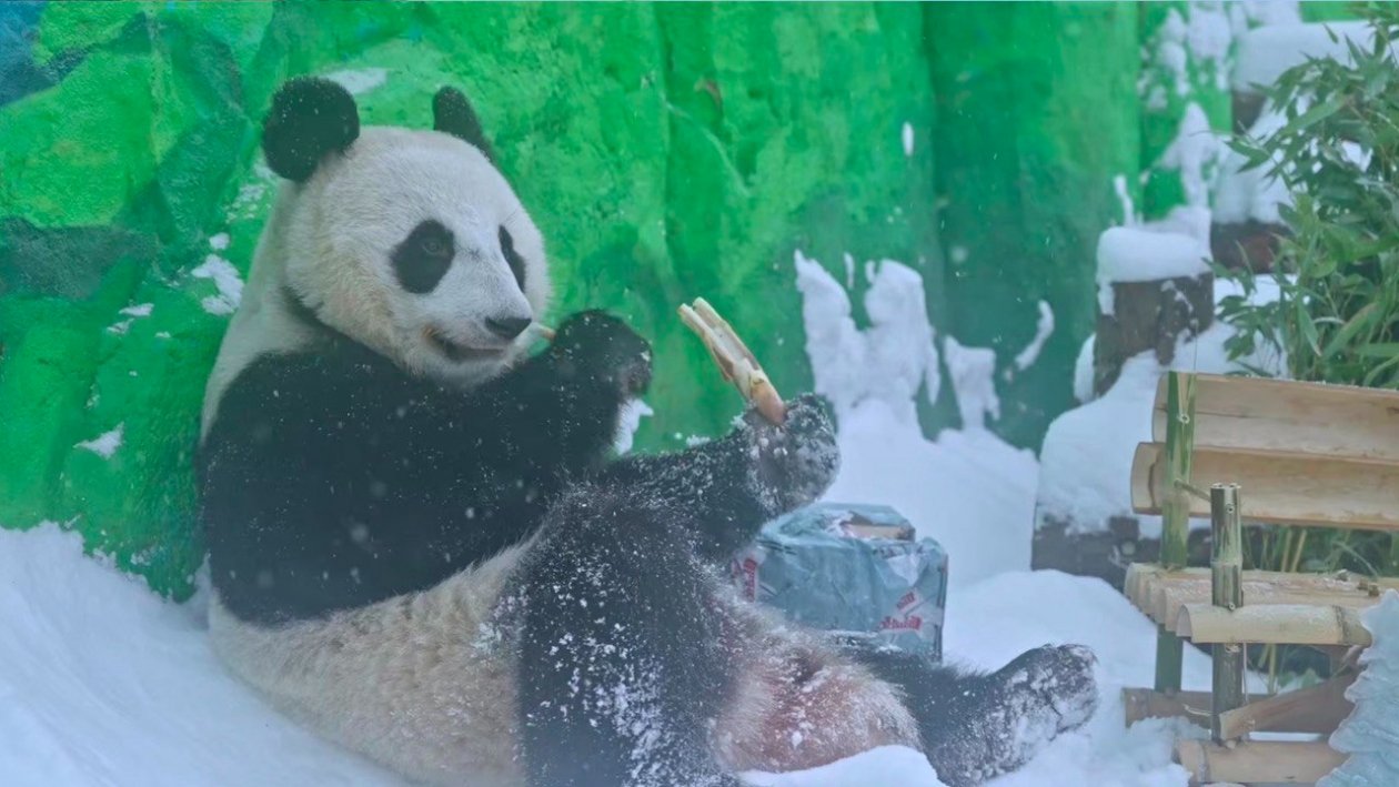 кадр из социальных сетей Московского зоопарка