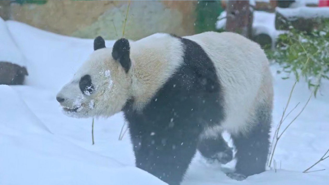 кадр из социальных сетей Московского зоопарка