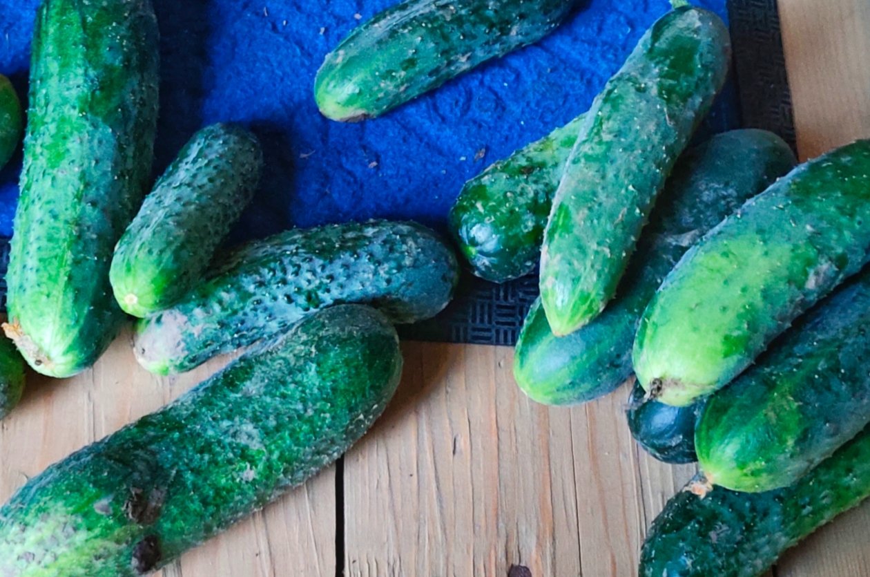 Огурцы Автора