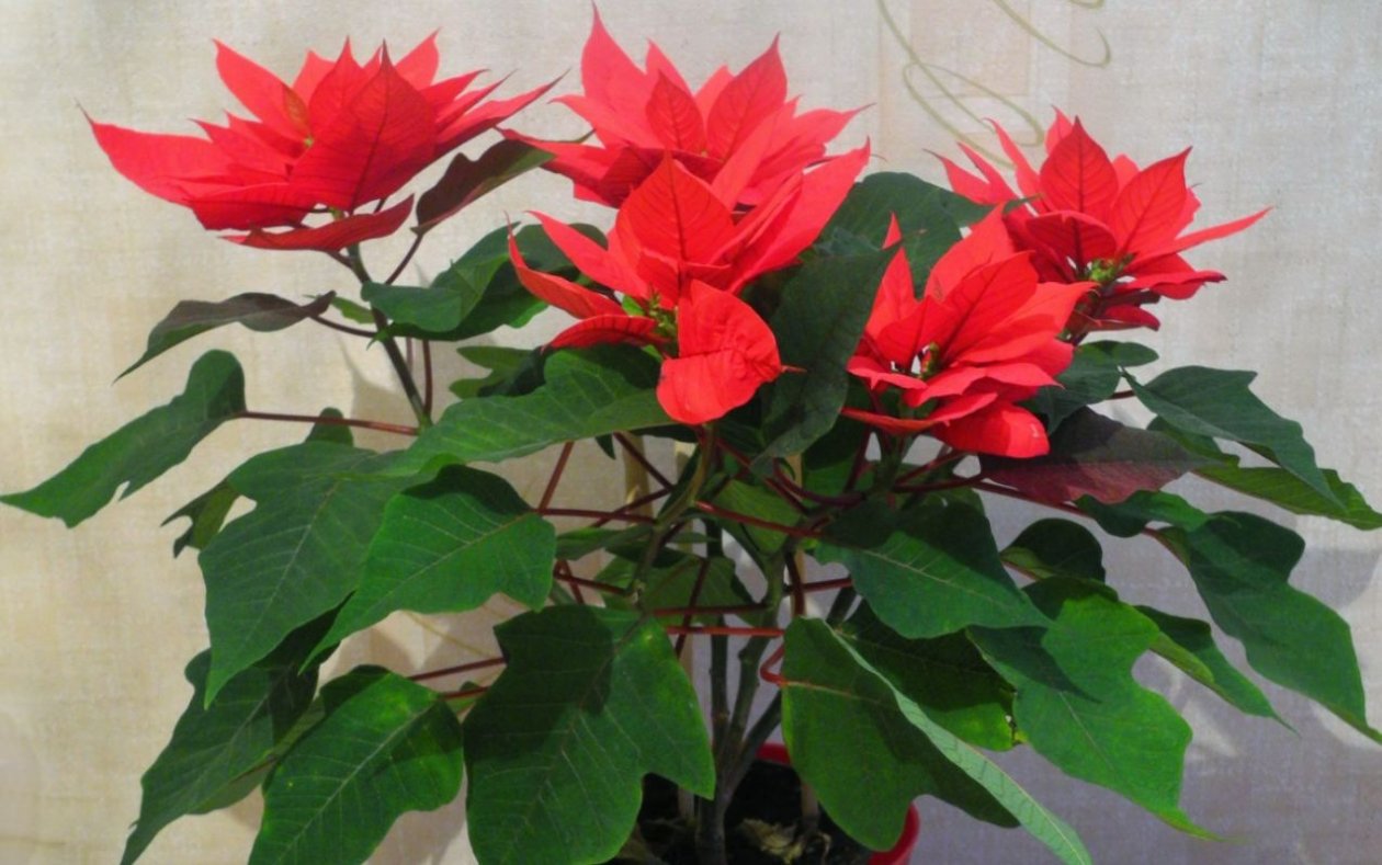 Тематическое фото pxhere.com