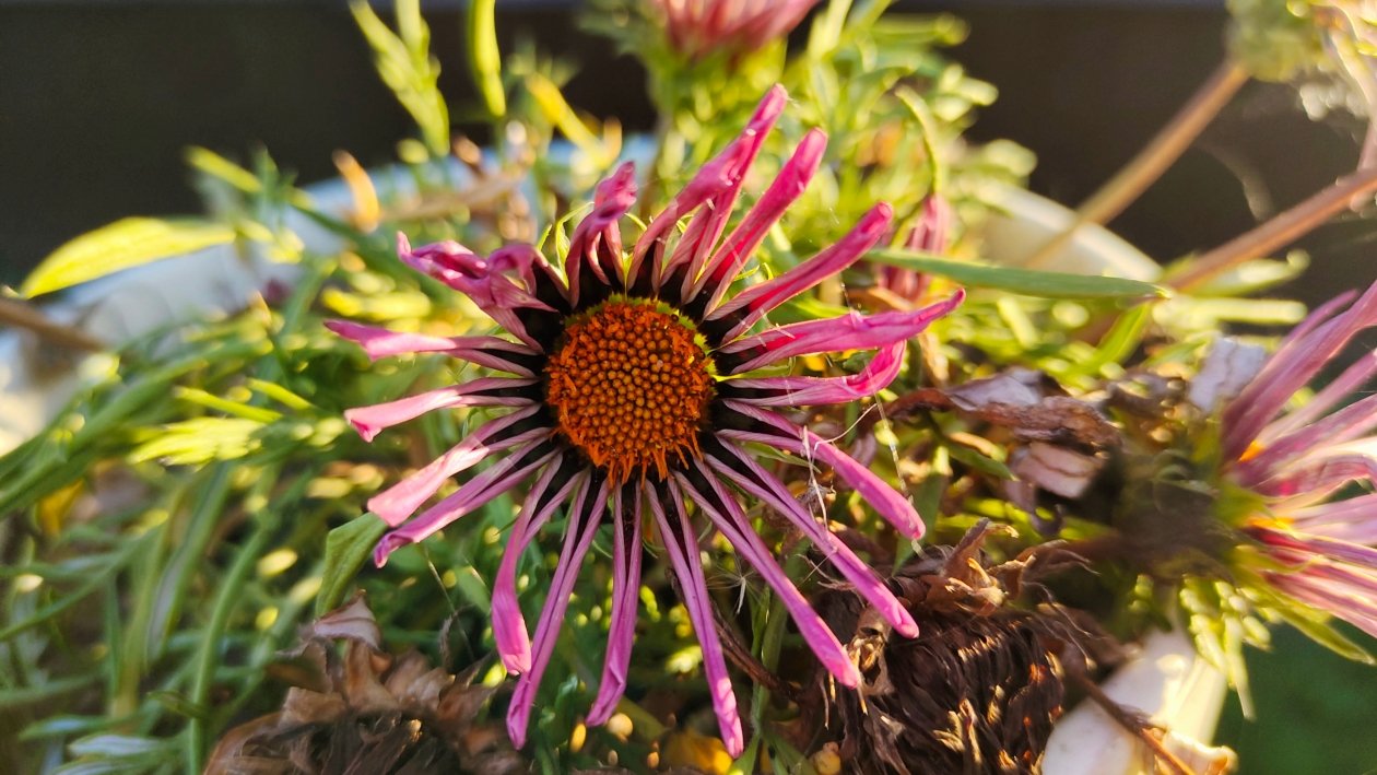 Цветы Автора