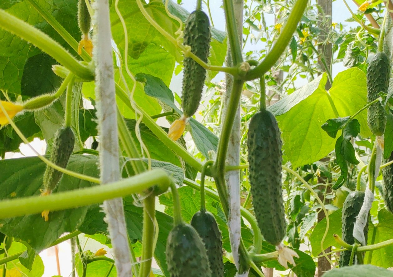 Огурцы Автора