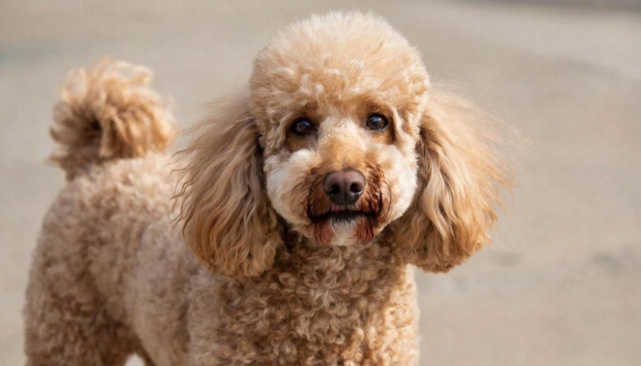 Люди путают их с игрушками - а они живые: 6 пород собак, которые выглядят как плюшевые ИИ Kandinsky (18+)