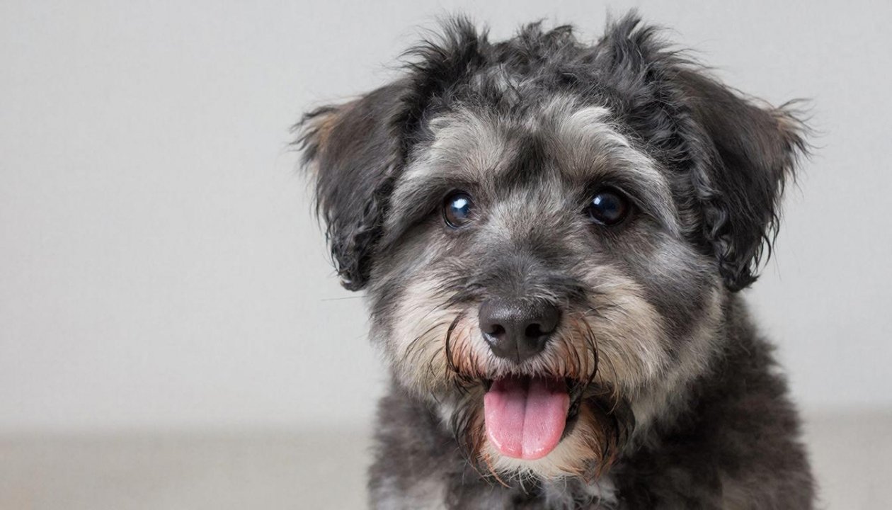 Маша или Барсик? Можно ли называть собаку человеческим именем: плюсы, минусы и неожиданные последствия ИИ Kandinsky (18+)