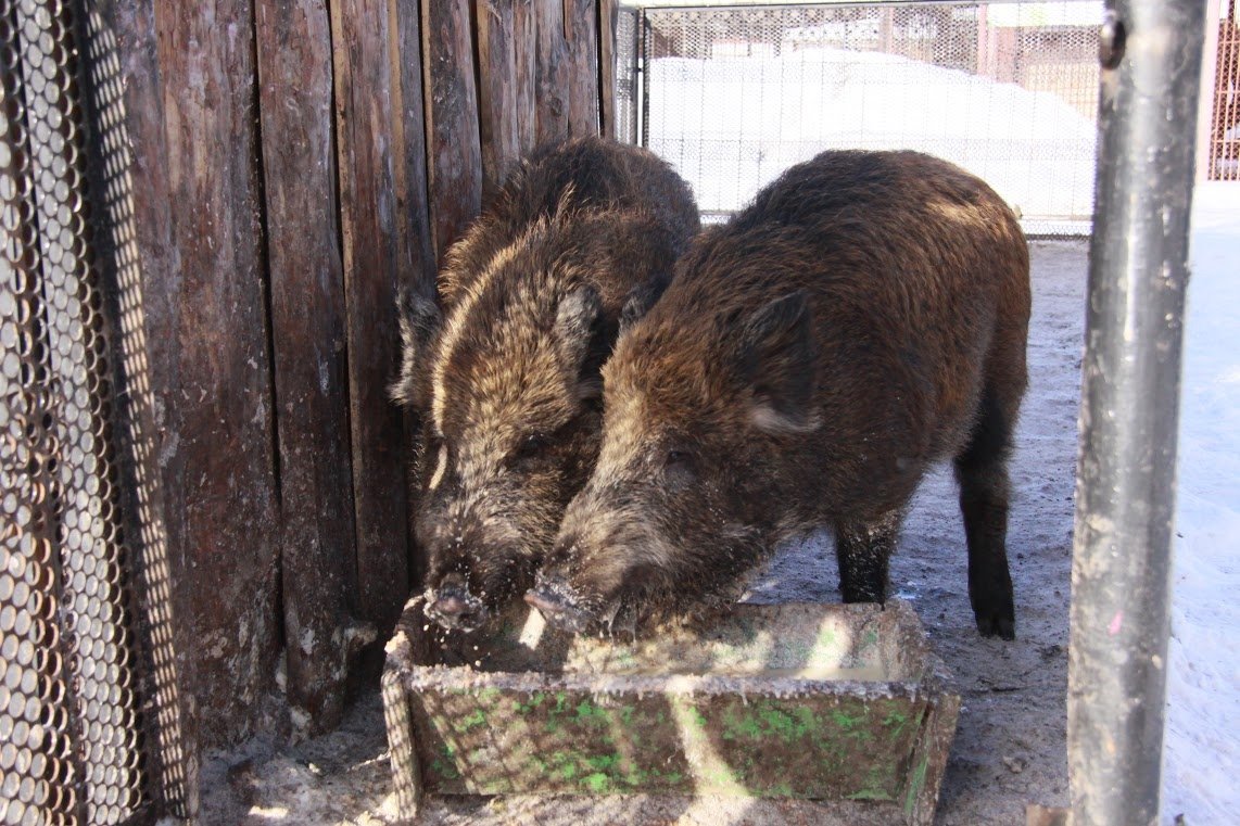Барнаульский зоопарк