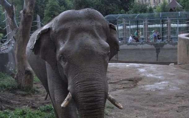 Московский зоопарк