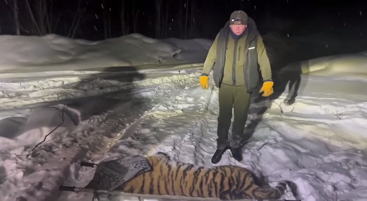 Конфликтную тигрицу отловили в Хабаровском крае Скриншот с видео
