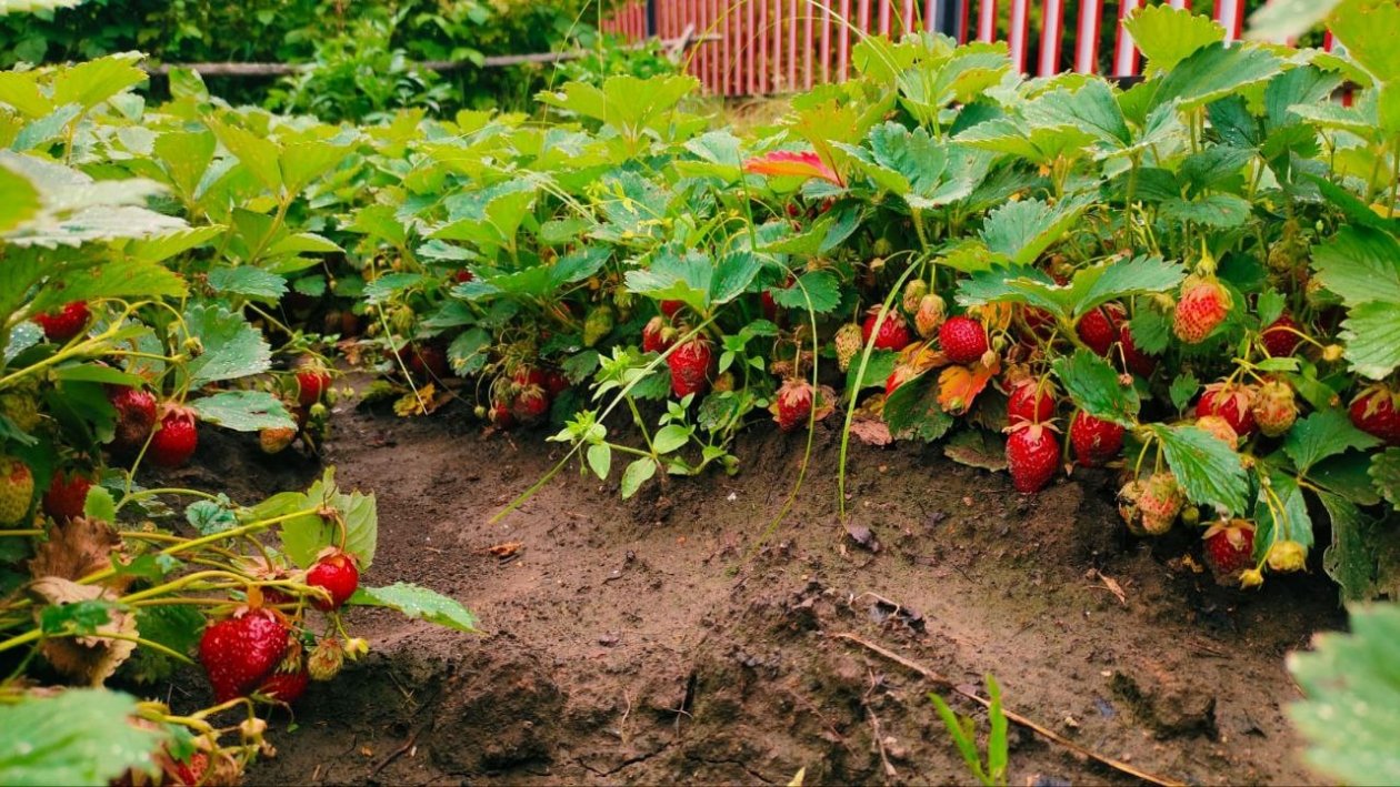 Эти культуры я сажаю в первую очередь после клубники — почва станет плодородной за один сезон ИА StavropolMedia