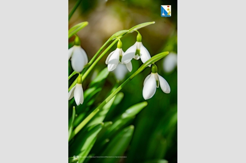 В городе расцвели подснежники Правительство Севастополя