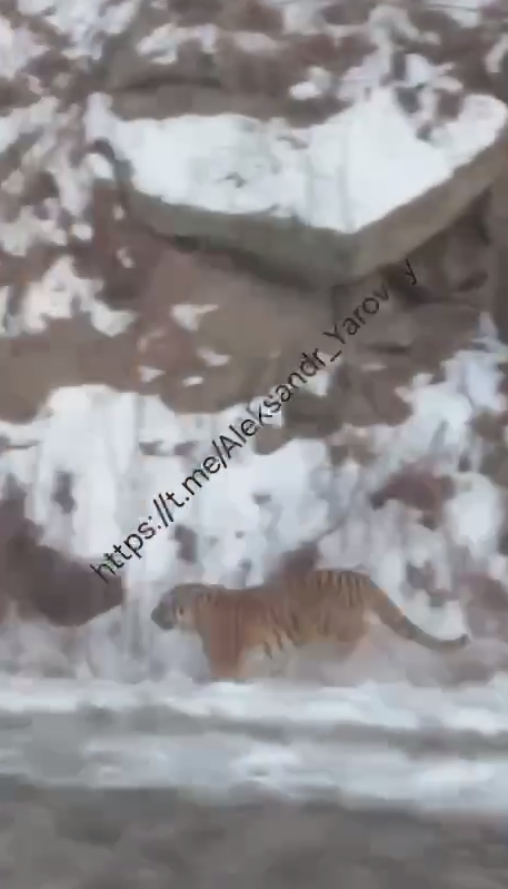 Скриншот из видео Видео очевидцев из telegram - канала Aleksandr_Yarovoy