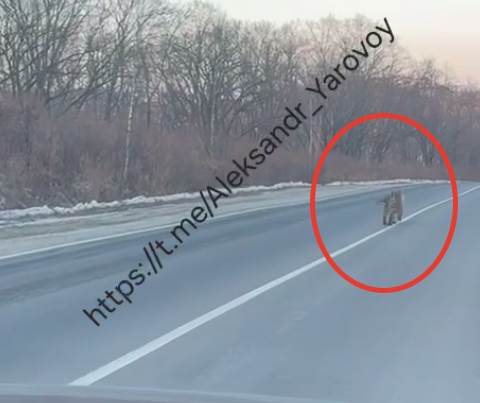 Скрин из видео тг-канал Aleksandr_Yarovoy (18+)