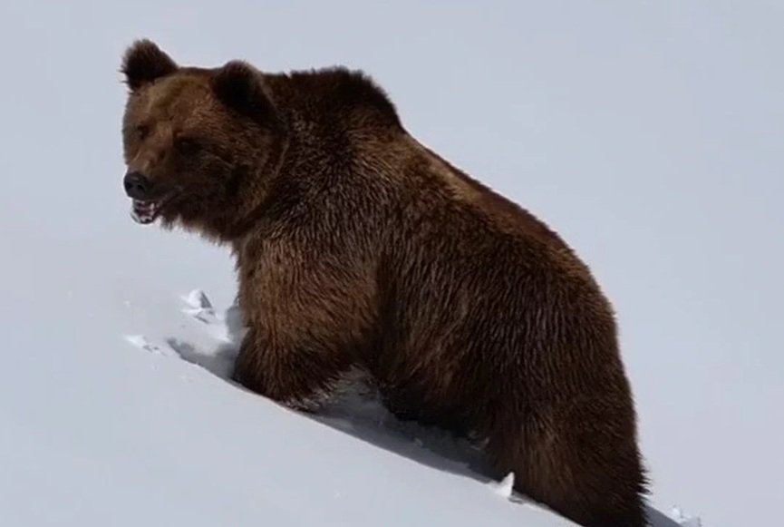 В горах Сочи посреди зимы заметили очнувшегося от зимней спячки медведя скриншот видео t.me/sochigeograf