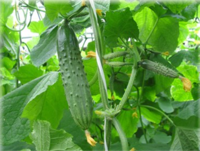 Премьер-министр Мишустин распорядился приватизировать кубанский агрокомбинат Пресс-служба агрокомбината &quotТепличный&quot