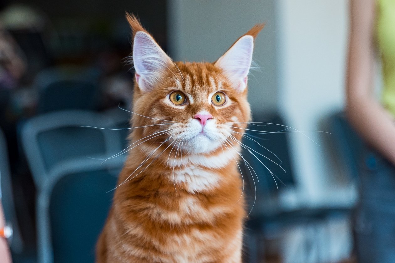 Домашний кот Илья Аверьянов, ИА PrimaMedia.ru