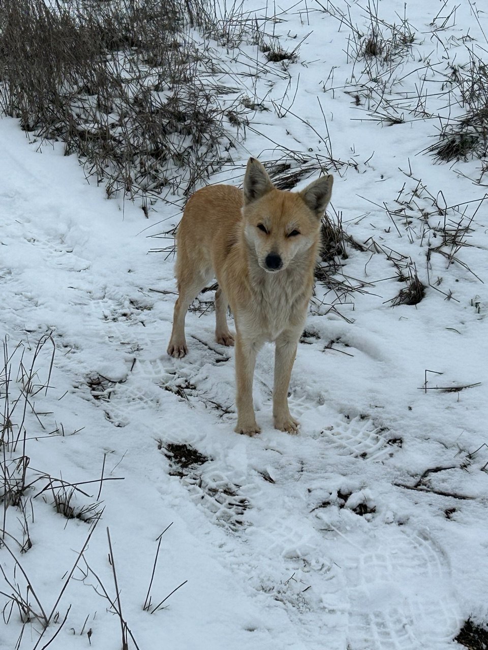 Народный Фронт Крыма