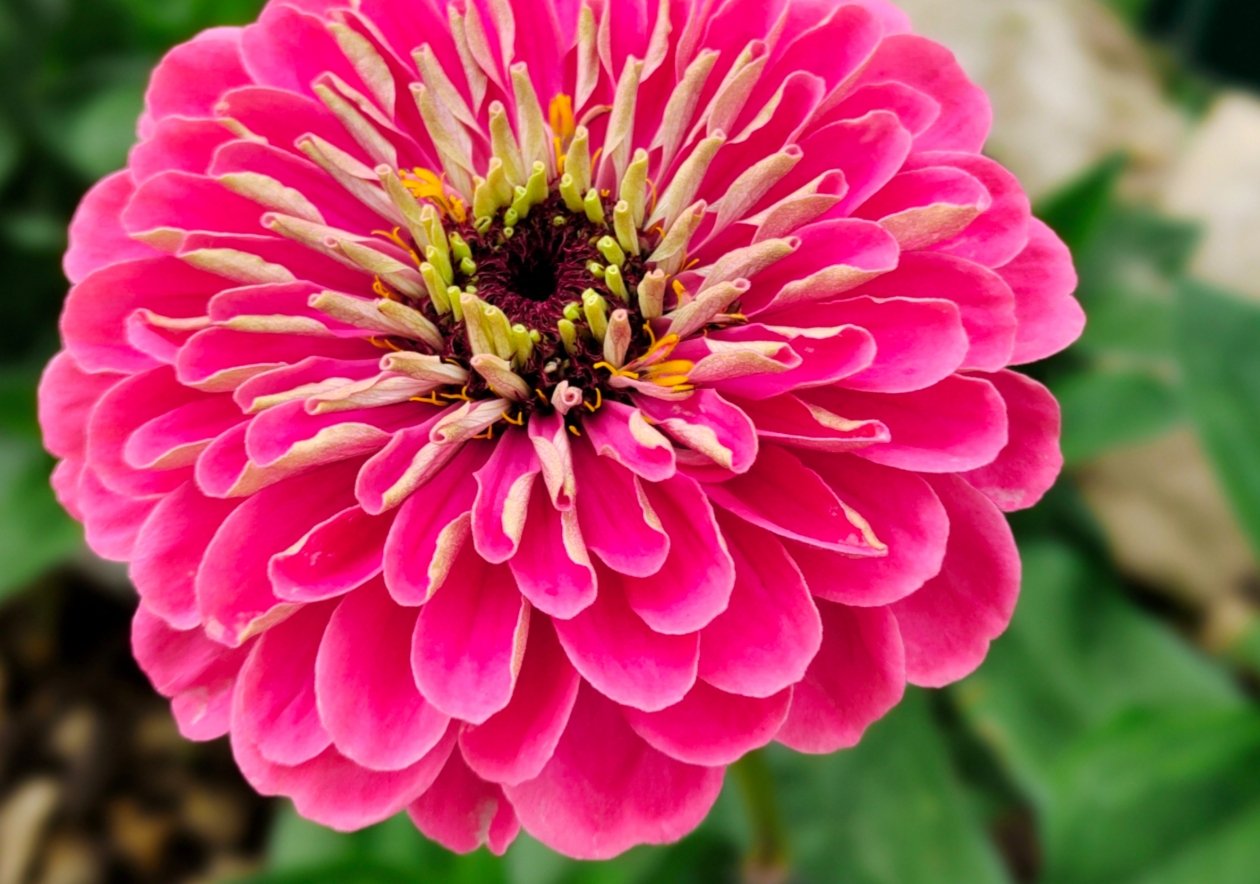 Цинния Автора