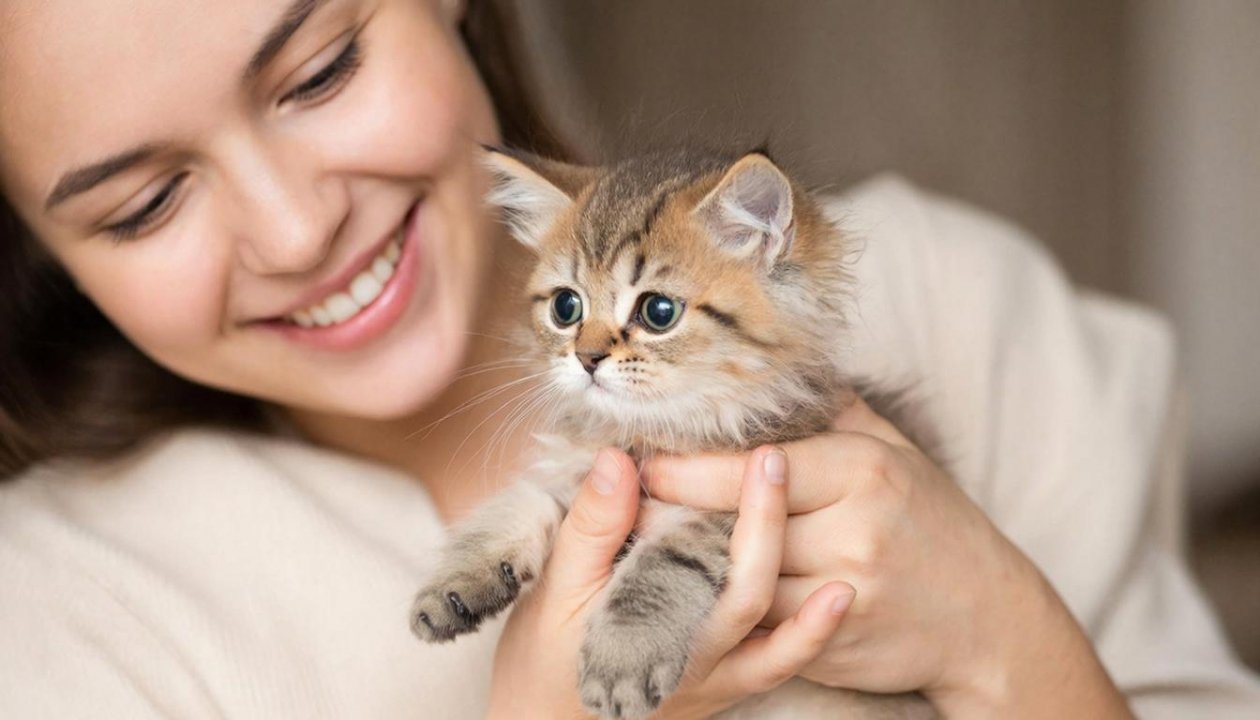 Какую кошку завести новичку: ТОП-5 беспроблемных пород - милые, ласковые и ручные ИИ Kandinsky (18+)