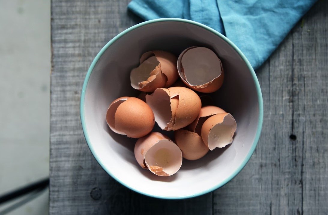 Едва не погубила рассаду: почему яичная скорлупа может отравить огород — горькая правда от агронома unsplash.com