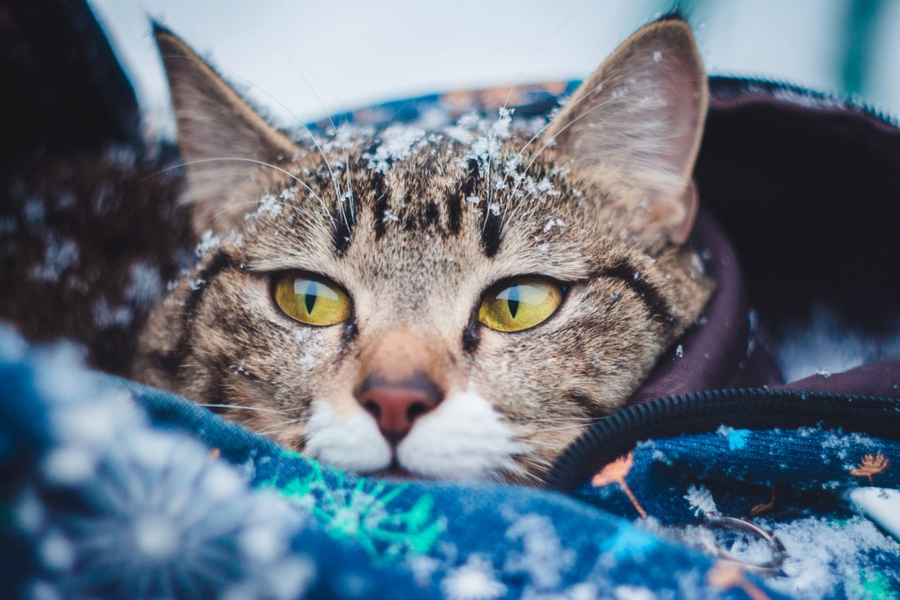 От -40°С до +3°С ожидается в Иркутской области в воскресенье, 1 февраля Юлия Ушакова, ИА IrkutskMedia