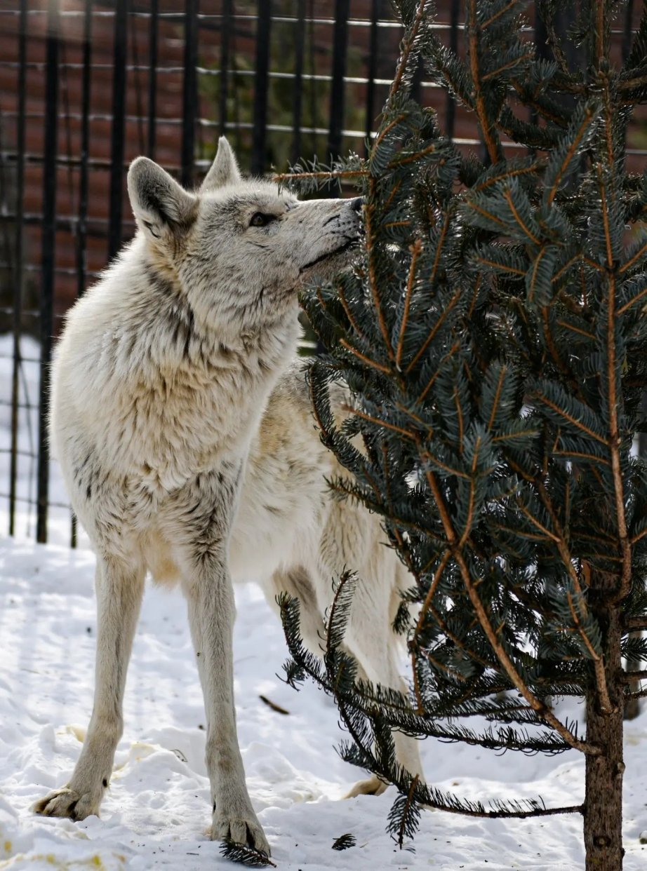 Свыше 2 тысяч ёлочек принял Зоосад &quotПриамурский&quot в рамках новогодней акции Пресс-служба министерства культуры Хабаровского края