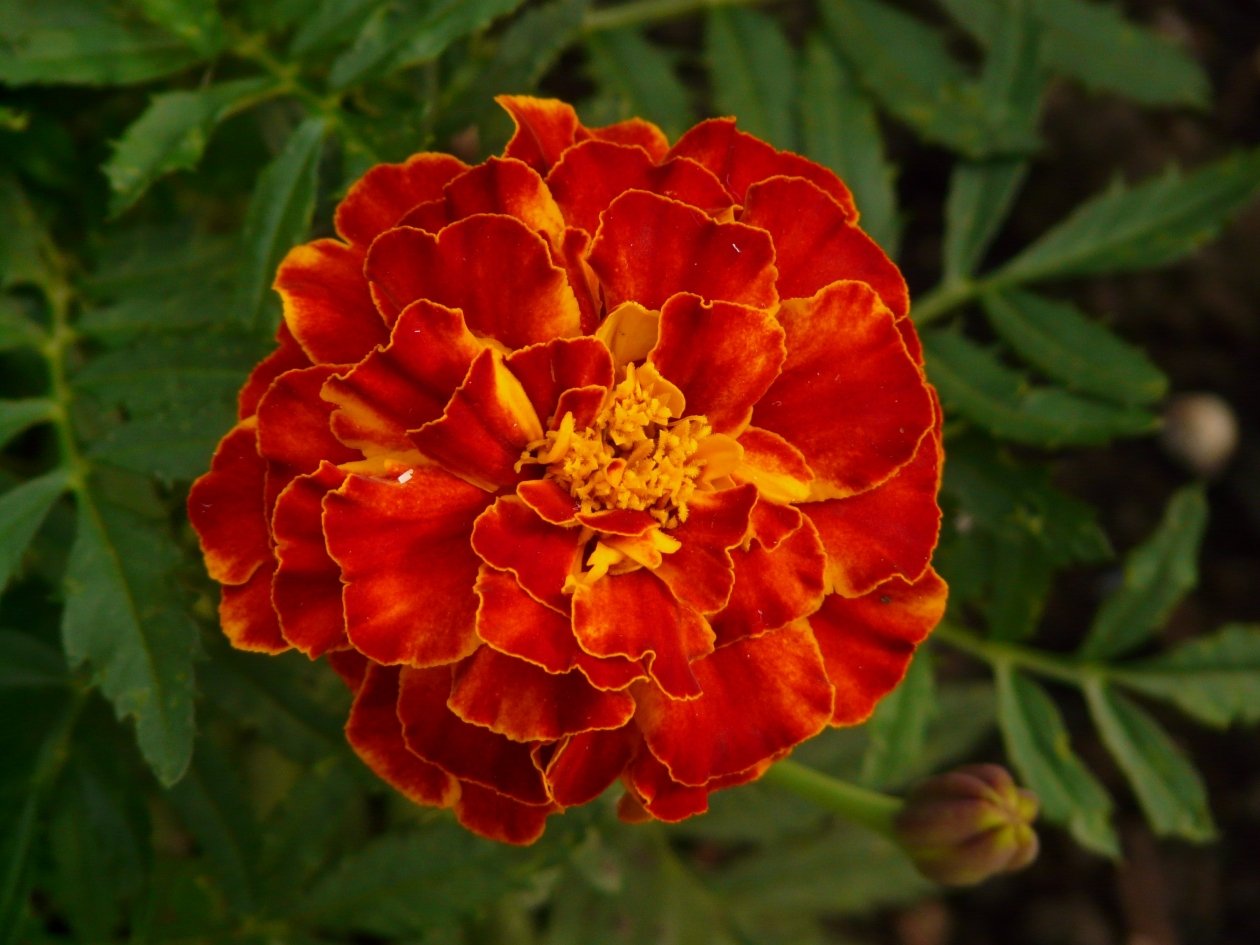 Тематическое фото pxhere.com (18+)