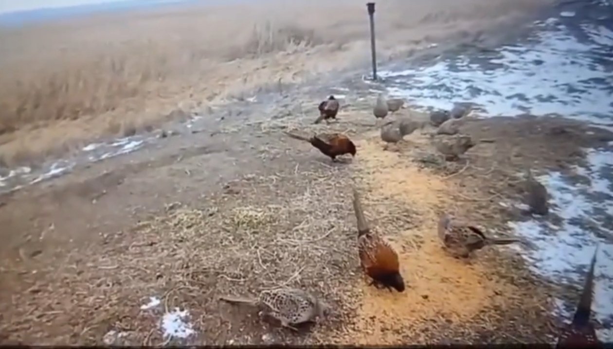 О &quotзимних столовых&quot для зверей и птиц в лесах Ставрополья рассказали в минприроды ИА Stavropol.Media