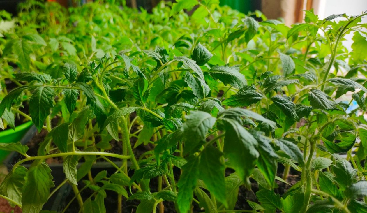 Урожай без мучений с рассадой: простые способы получить ранние томаты уже в июне ИА StavropolMedia