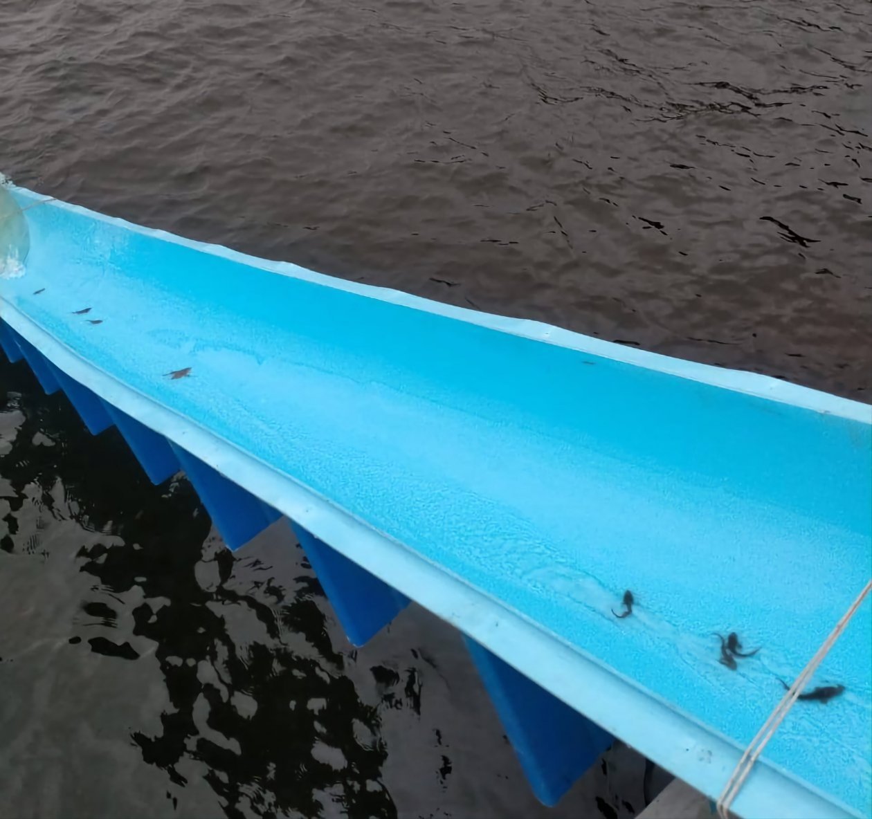 Компанию обязали выпустить в Байкал 47 тыс. мальков осетра Байкальская гавань