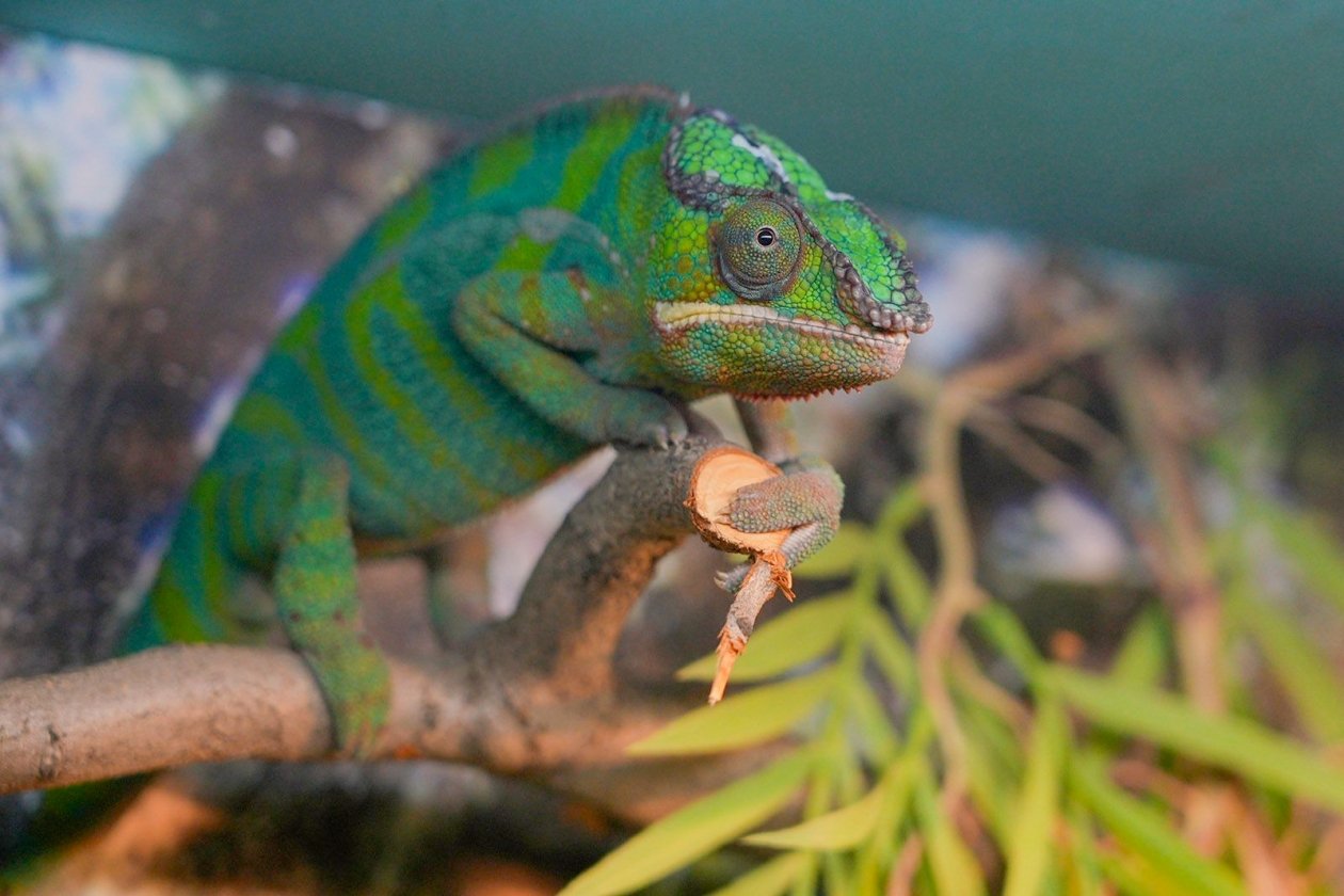 Рептилии в Московском зоопарке пресс-служба Департамента культуры Москвы