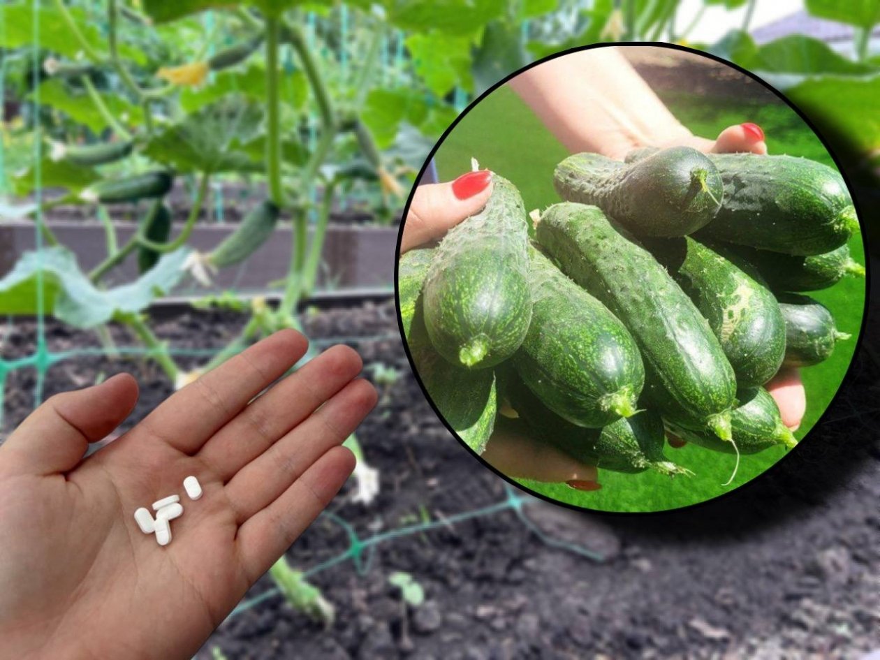 Бросаем 2 таблетки в лунку – огурцы растут крупные и ярко-зеленые: по 12 кг с куста ИА KrasnodarMedia