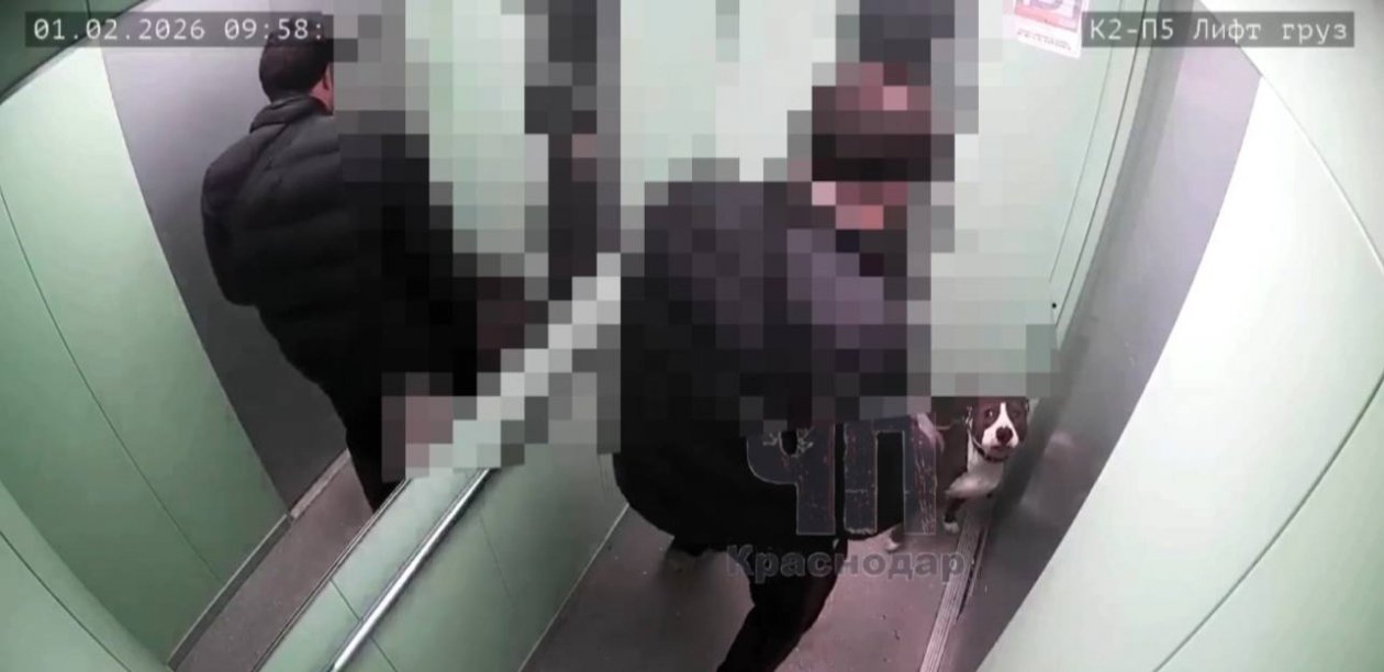 Момент жестокой расправы над собакой попал на видео в лифте Краснодара t.me/chp_krd