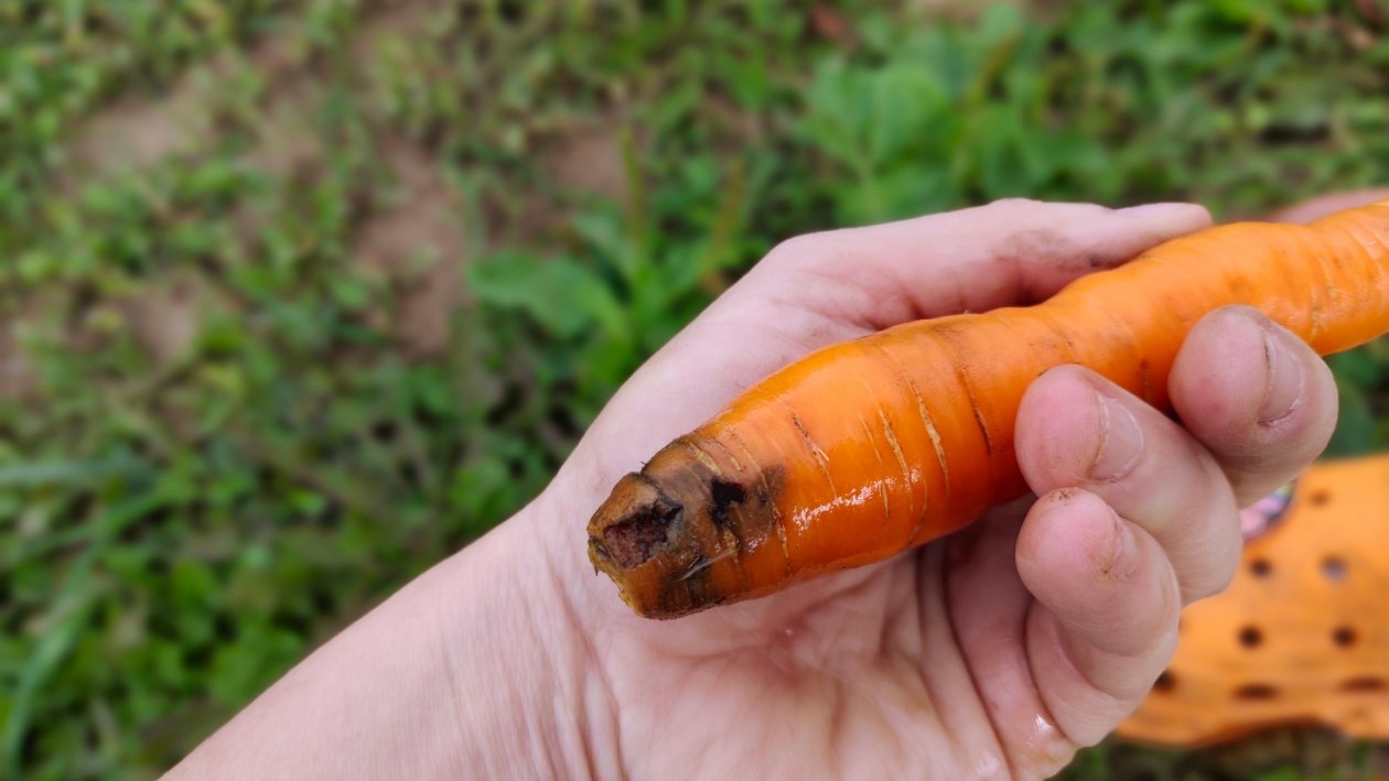 Морковь Автора