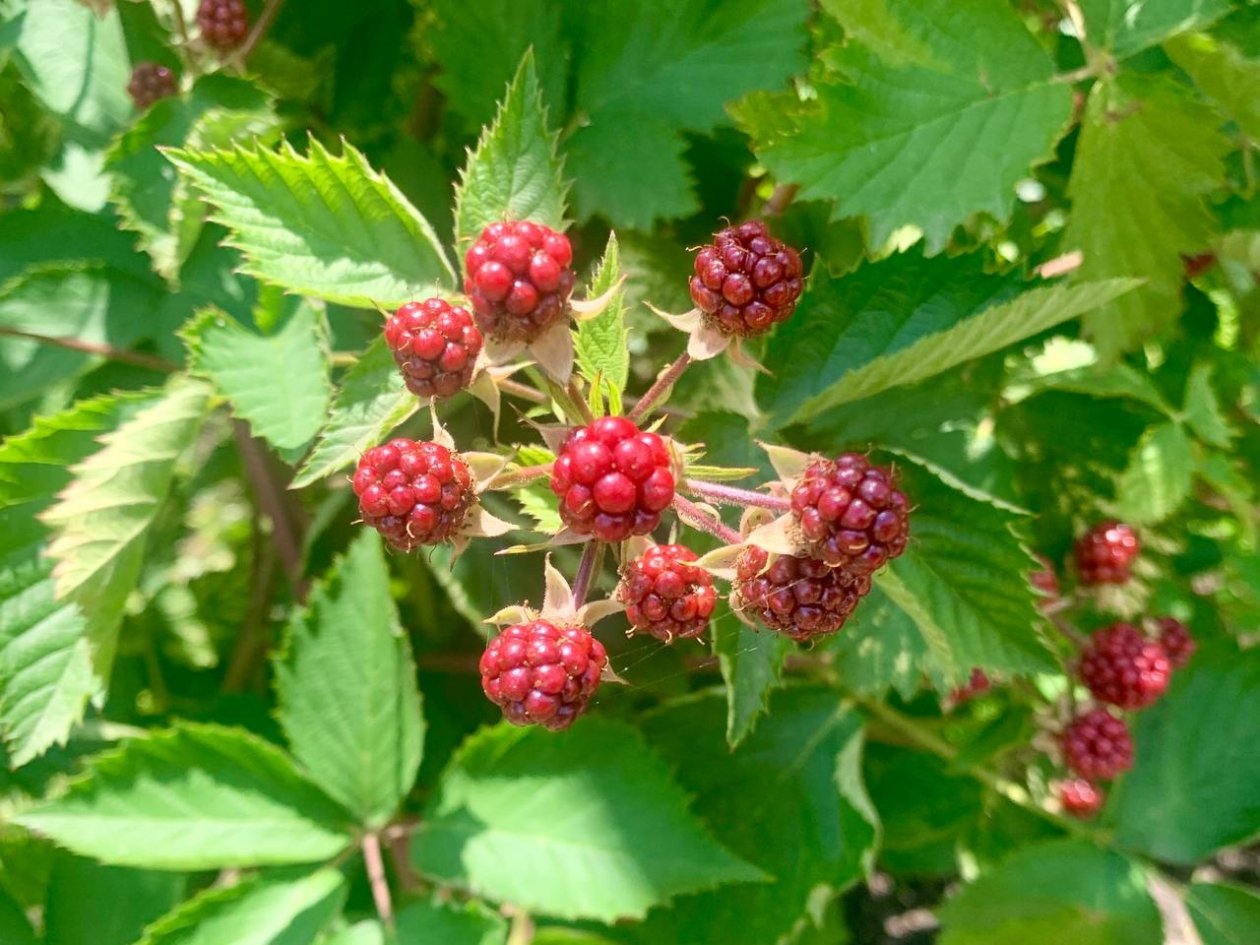 Посадить их - большая ошибка: 3 культуры, которые захватят ваш участок, замучаетесь истреблять ИА SevastopolMedia