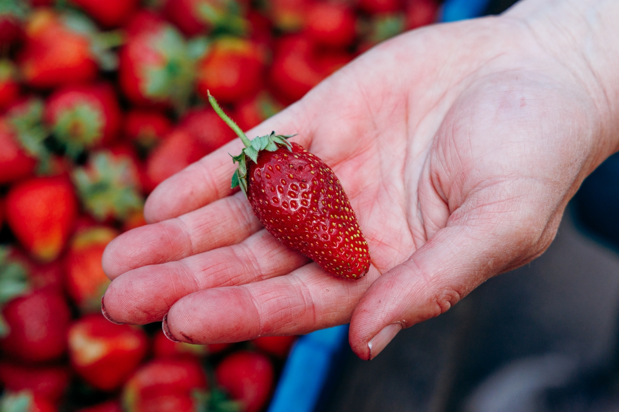 Клубника, рынок, продажа, ягода, Евгений  Кулешов, ИА PrimaMedia