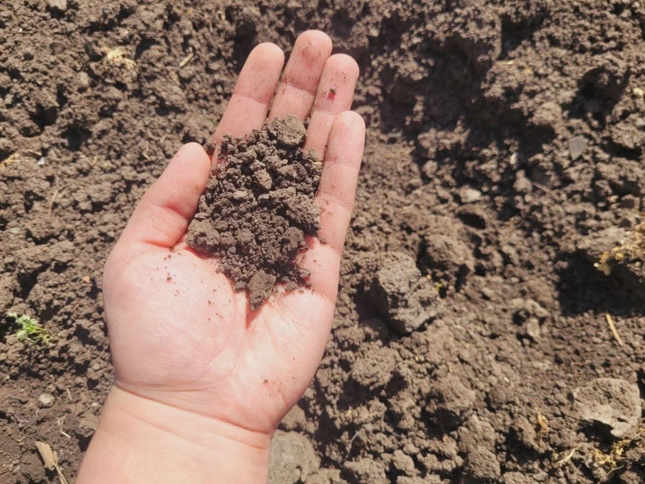 Добавляю вместо навоза: кормлю землю обычными крупами прямо по снегу - и к весне получаю настоящий гумус ИА SochiMedia