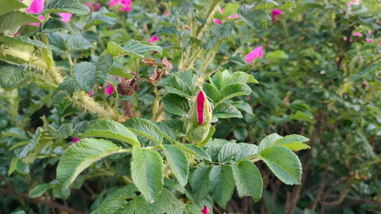 Шиповник Автора