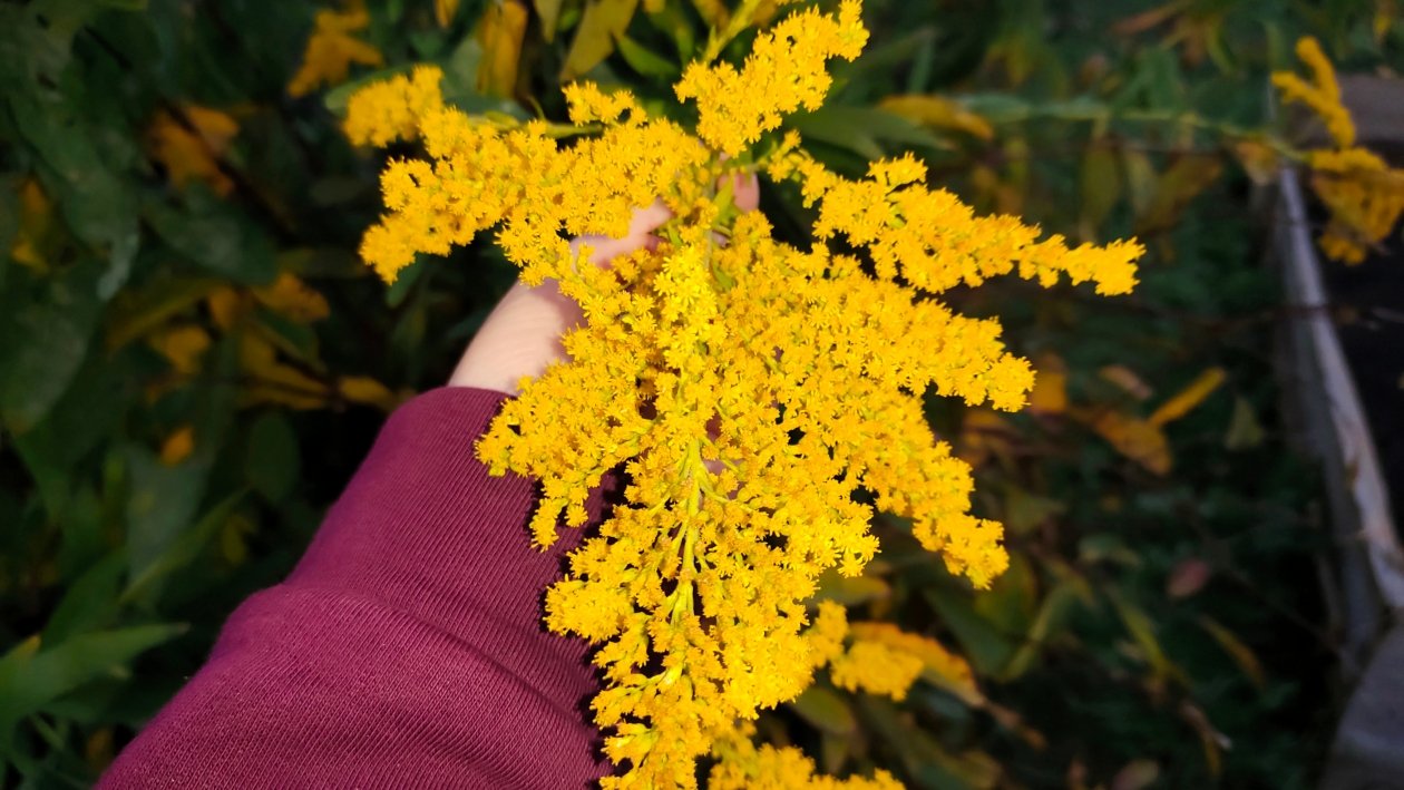 Жимолость Автора