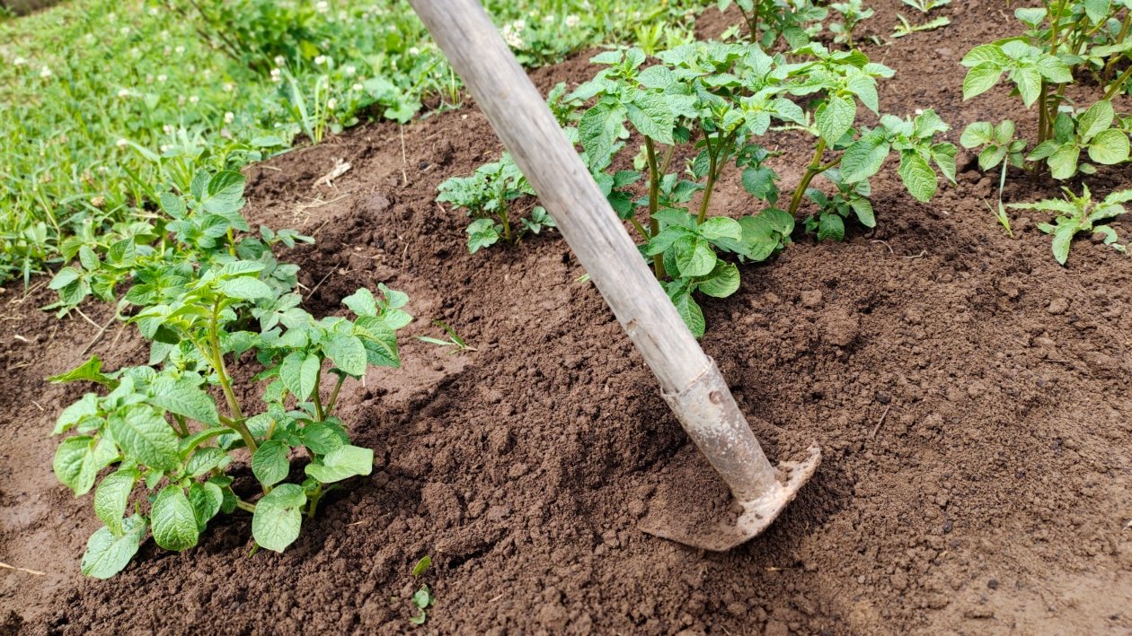 Картофель Автора