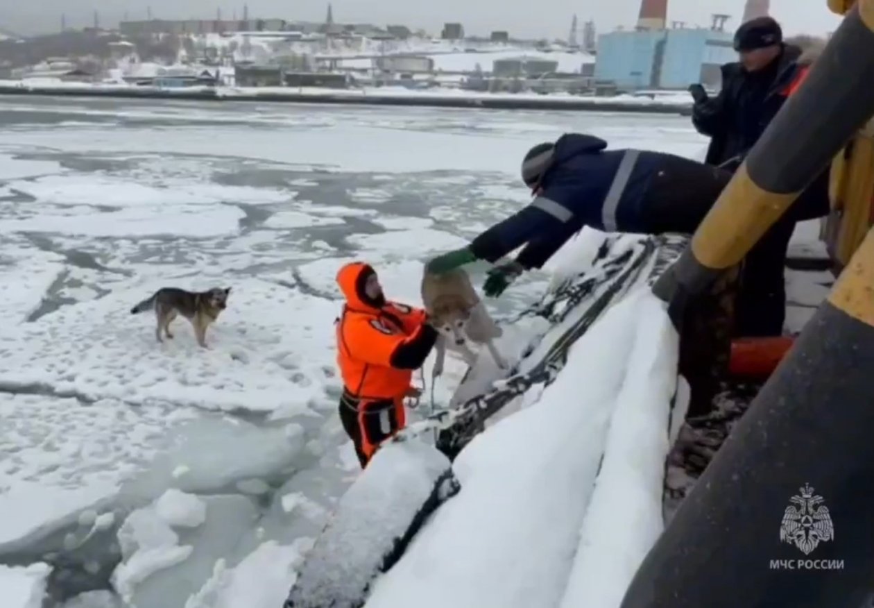 Кадры спасательной операции в бухте Раковой на Камчатке ГУ МЧС России по Камчатскому краю