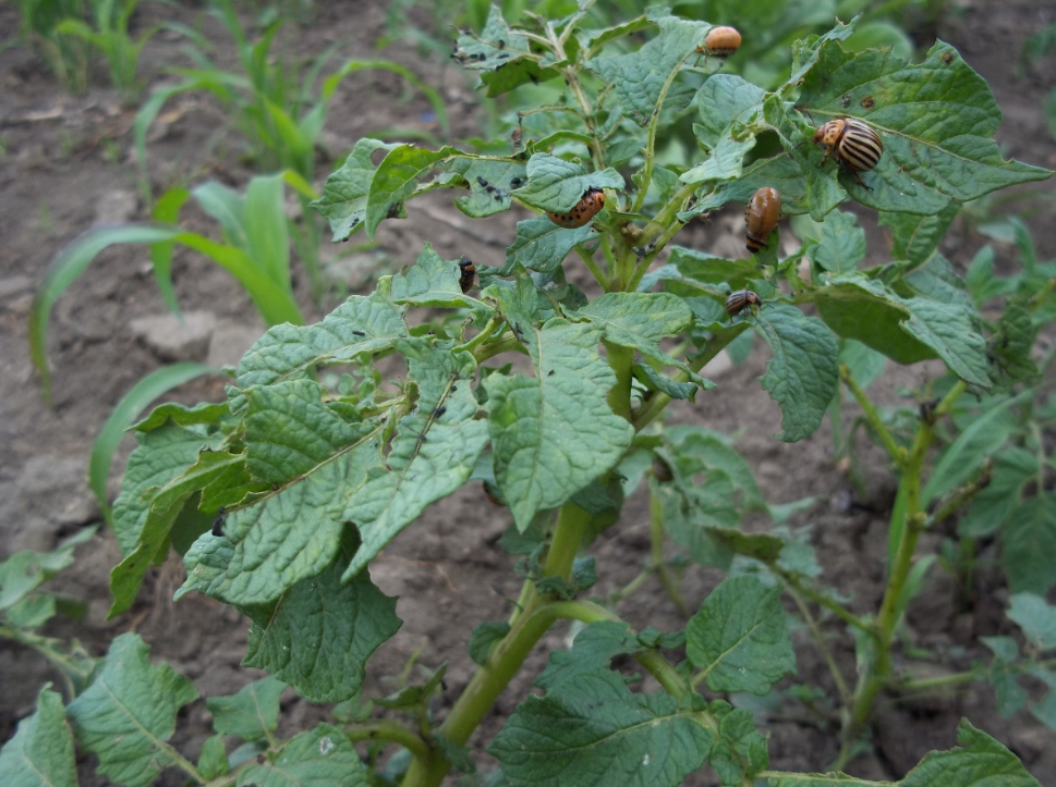 Тематическое фото pxhere.com