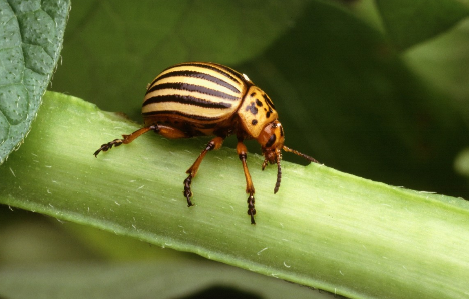 Тематическое фото pxhere.com (18+).