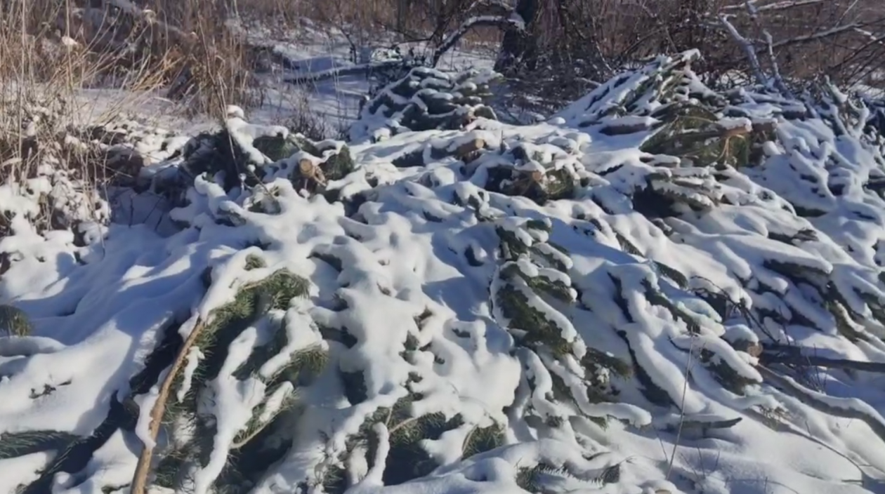 Свалку нераспроданных ёлок обнаружили в Хабаровске Скриншот с видео