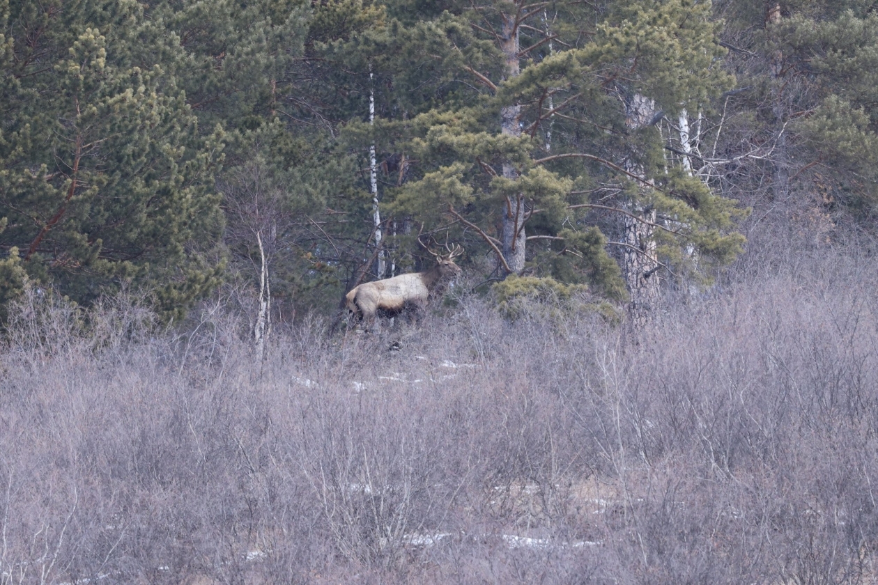 Учёт диких животных Дианов Р. А.