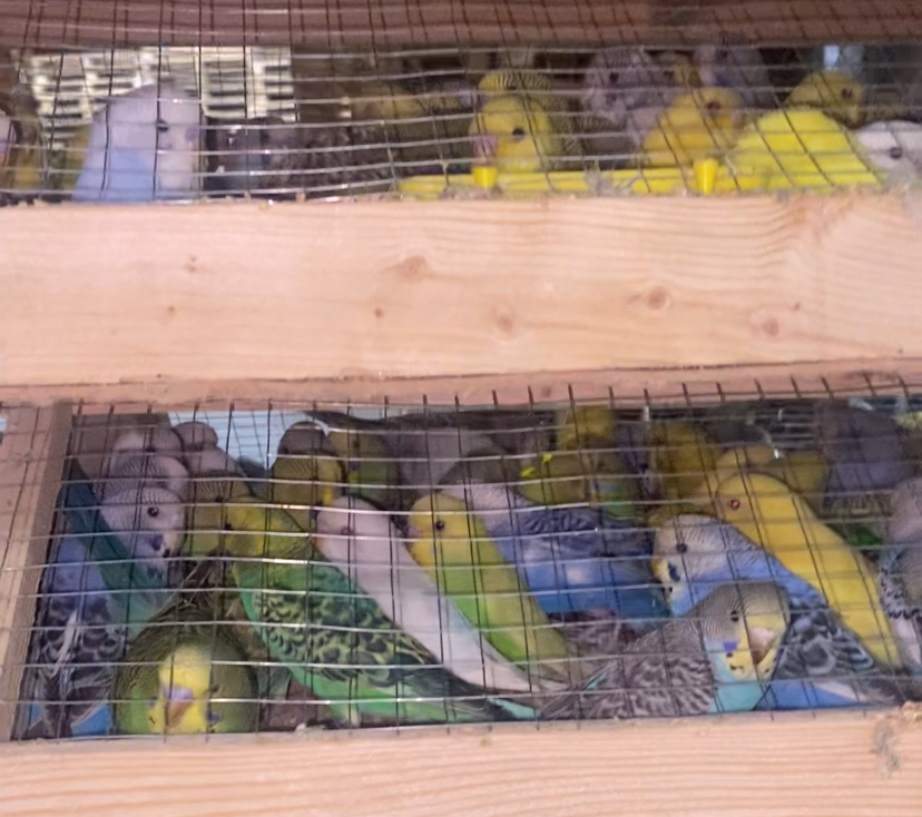 . пресс-служба управления Россельхознадзора по Красноярскому краю