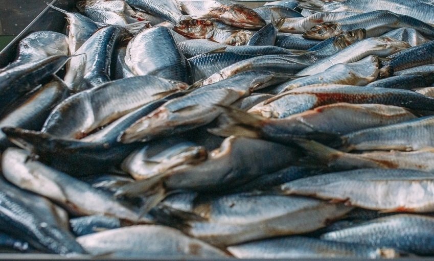 Рыба Мария Смитюк, ИА PrimaMedia